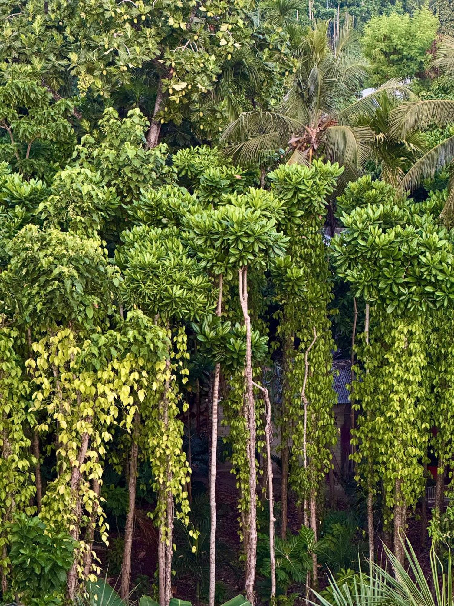 Serene Sky Guest House Thoddoo Exterior foto